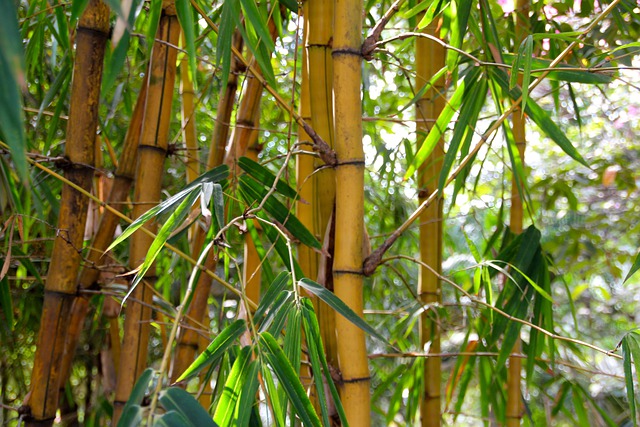 Bambus entsorgen